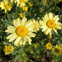 Anthemis tinctoria 'E. C. Buxton'